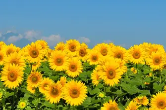 Von Sonnenblumen und Bibern lernen: Wie die Natur uns das Energiesparen beibringt<br />
&nbsp;