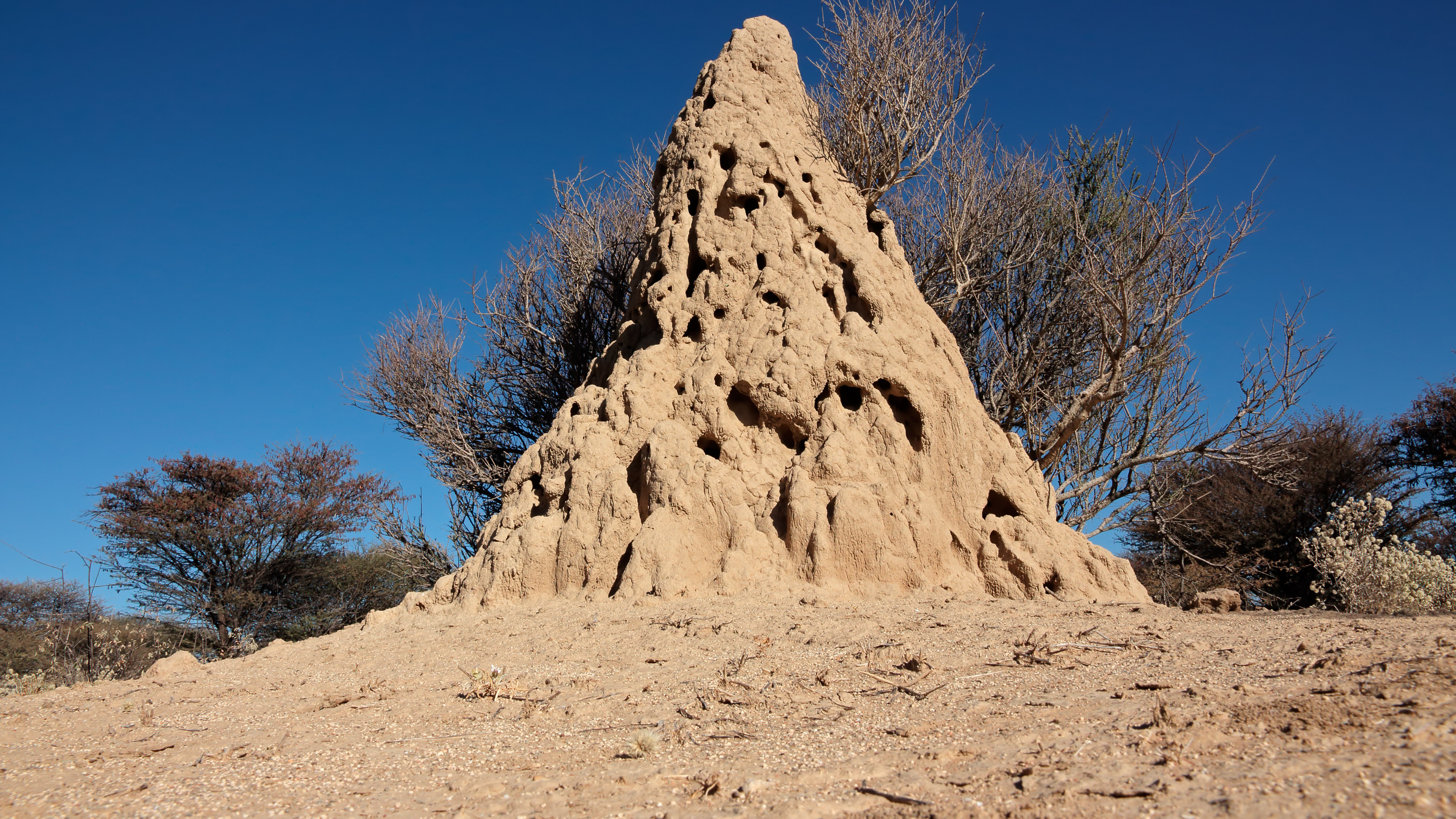 Termitenhügel als Vorbild für Klimaregulierung