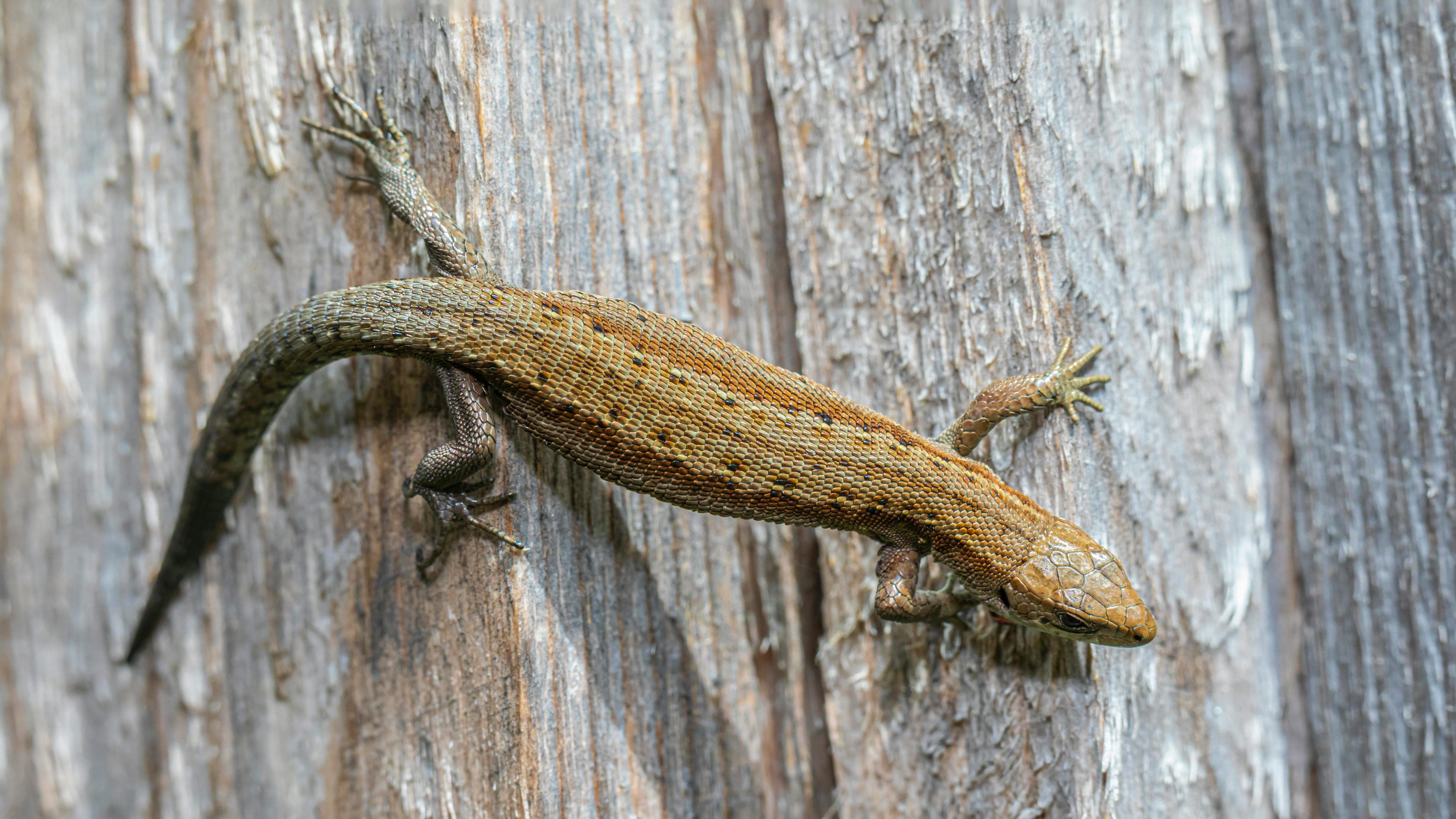 Eidechse nimmt Sonnenbad