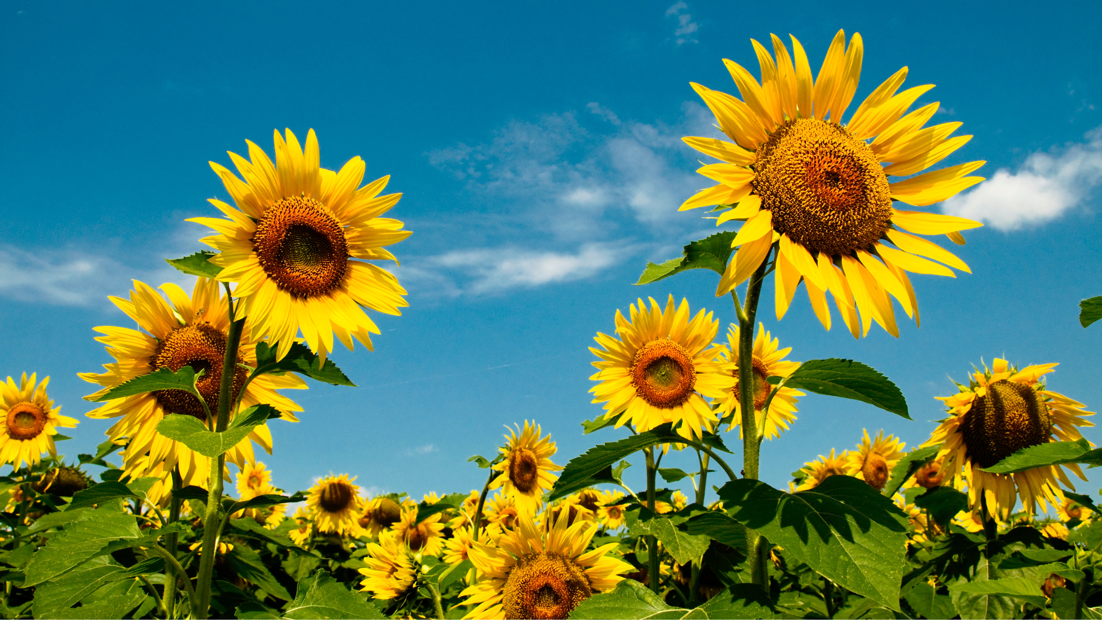 Sonnenblumen